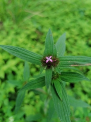Crusea hispida