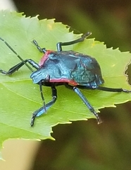 Alcaeorrhynchus grandis