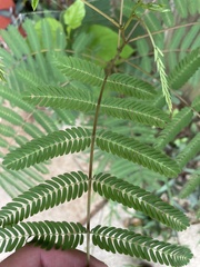 Mimosoideae