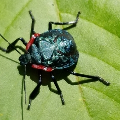 Alcaeorrhynchus grandis