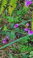 Lespedeza procumbens