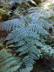 Pteridium