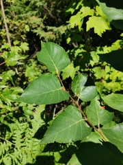 Betula cordifolia