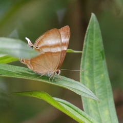 Abisara savitri
