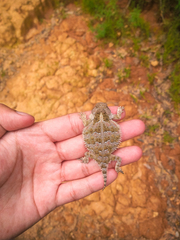 Phrynosoma orbiculare