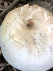 Agaricus bisporus