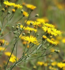 Heterotheca grandiflora