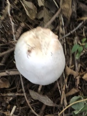 Agaricus bisporus
