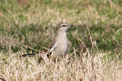 Mimus triurus