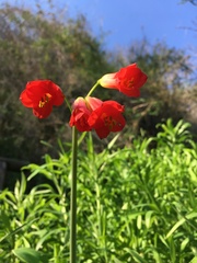 Phycella cyrtanthoides