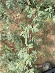 Vachellia schaffneri bravoensis