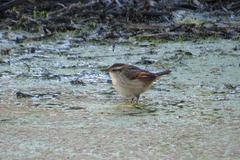 Phleocryptes melanops