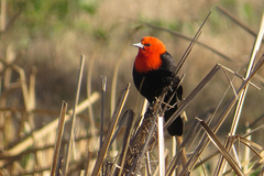 Amblyramphus holosericeus