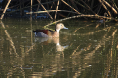 Callonetta leucophrys