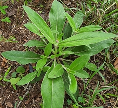 Ditaxis humilis