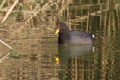 Fulica rufifrons