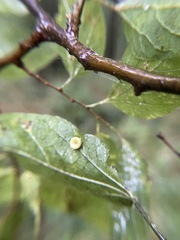 Pachypsylla celtidismamma