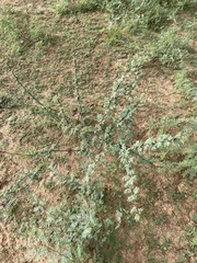 Vachellia schaffneri bravoensis