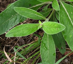 Ditaxis humilis