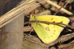 Colias lesbia