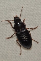 Pseudoophonus