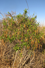 Senna corymbosa