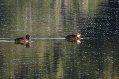 Heteronetta atricapilla