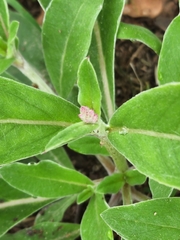 Ditaxis humilis