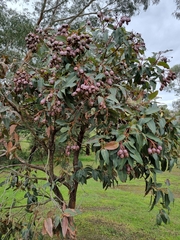 Corymbia ficifolia