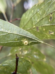 Pachypsylla celtidismamma