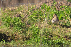 Gallinago paraguaiae