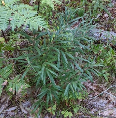 Comptonia peregrina