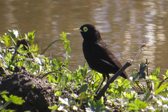 Hymenops perspicillatus