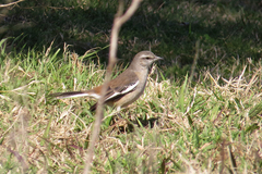 Mimus triurus