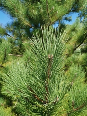 Pinus resinosa