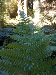 Pteridium
