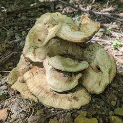 Bondarzewia berkeleyi
