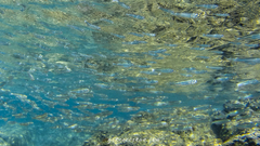 Atherinomorus lacunosus