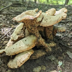 Bondarzewia berkeleyi