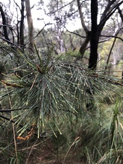 Allocasuarina