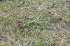 Callirhoe involucrata