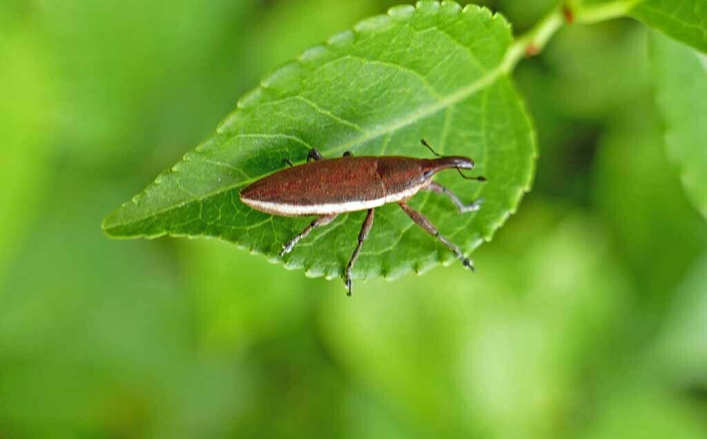Lixus amplexus