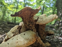 Bondarzewia berkeleyi