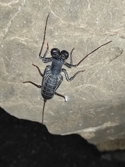 Mastigoproctus