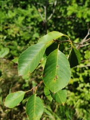 Amelanchier bartramiana