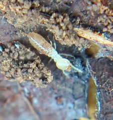 Reticulitermes flavipes