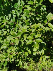 Ilex verticillata
