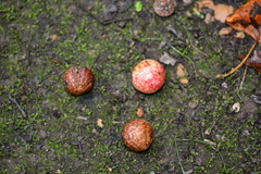 Amphibolips quercusjuglans