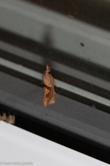 Pelochrista similiana