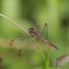 Neurothemis fluctuans